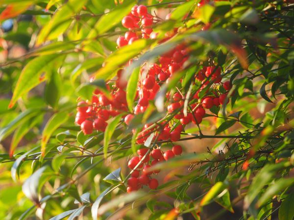 日本・佐賀県「九州旅行」の写真：紅葉の時期は終わってたけど、広い庭園で巡...