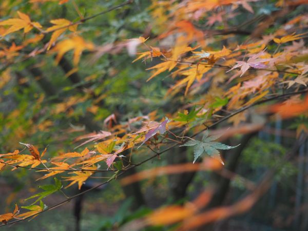 日本・佐賀県「九州旅行」の写真