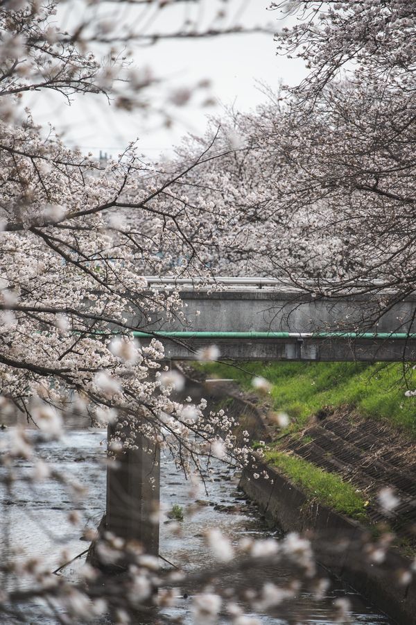 日本・奈良県「奈良」の写真