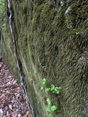 @苔の回廊
火砕流が冷え固まったのちに水に侵食された涸沢。両側の壁がびっし...