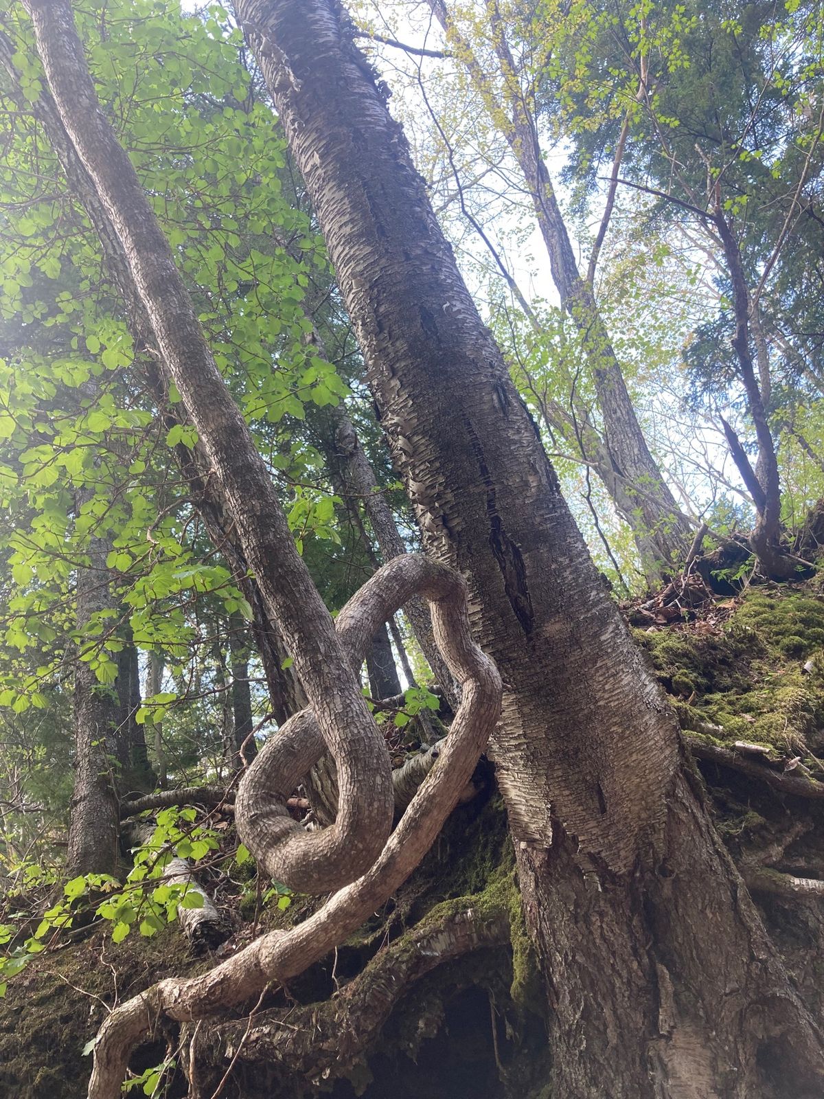 @苔の回廊
火砕流が冷え固まったのちに水に侵食された涸沢。両側の壁がびっし...