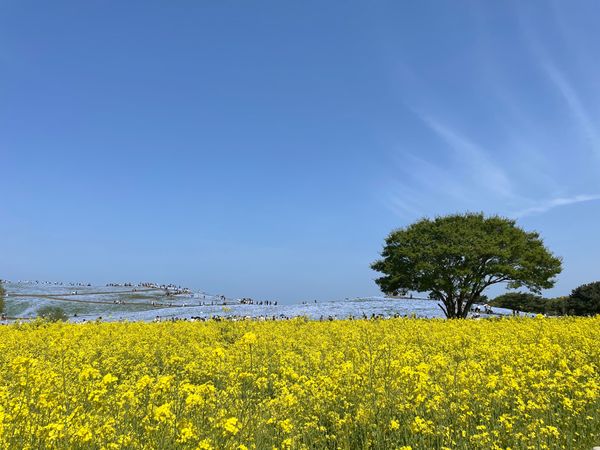 日本・茨城県「茨城・日帰りドライブ🚗³₃」の写真