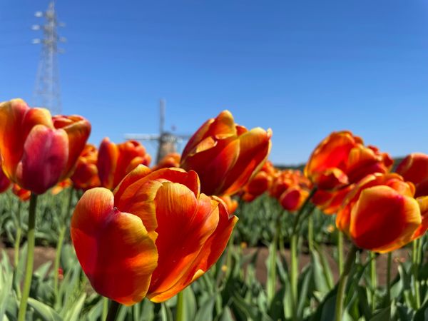 日本・千葉県「千葉・日帰りドライブ🚗💭」の写真：ちょっと見頃をすぎてたので1週間くらい行...