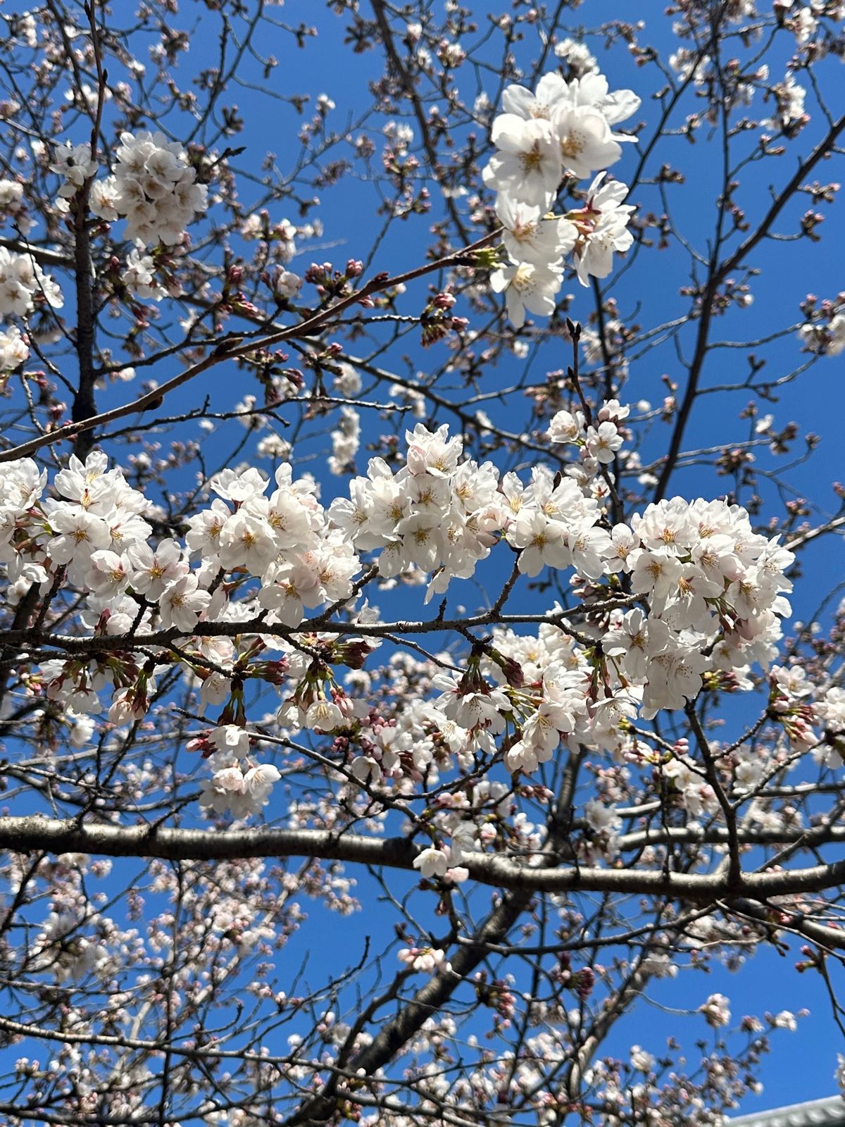 初の滋賀　おごと温泉
静かでゆっくりできました。
桜は🌸芽吹き始めでした。