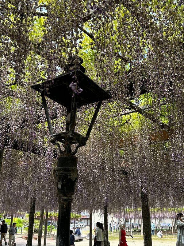 日本・愛知県「津島藤まつり」の写真