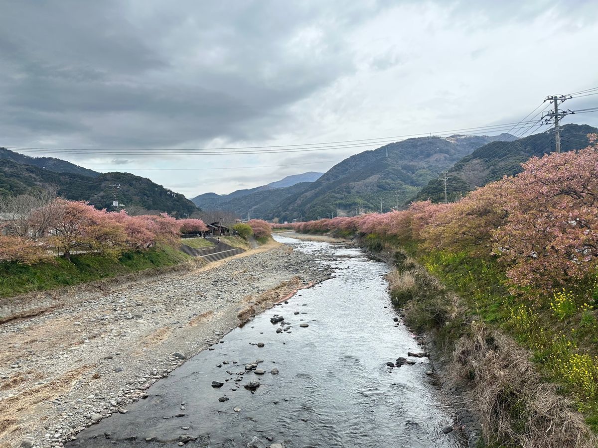桜🌸ちょっと葉桜になり始めてました。
沼津港、ひさびさ来たけど海鮮・えびせ...