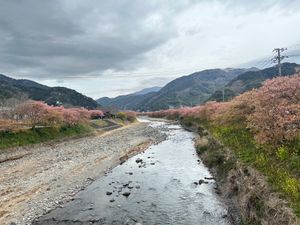 桜🌸ちょっと葉桜になり始めてました。
沼津港、ひさびさ来たけど海鮮・えびせ...