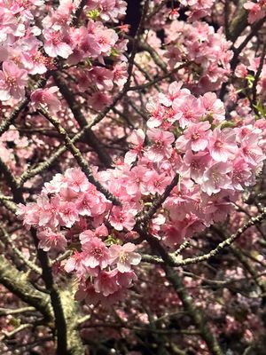 桜🌸ちょっと葉桜になり始めてました。
沼津港、ひさびさ来たけど海鮮・えびせ...