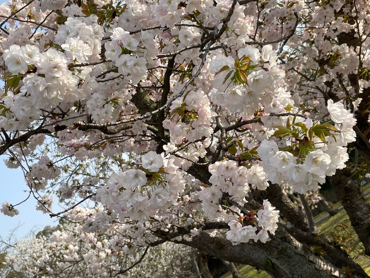 東寺のライトアップ。
二条城はライトアップより、日中の方がお手入れされてい...