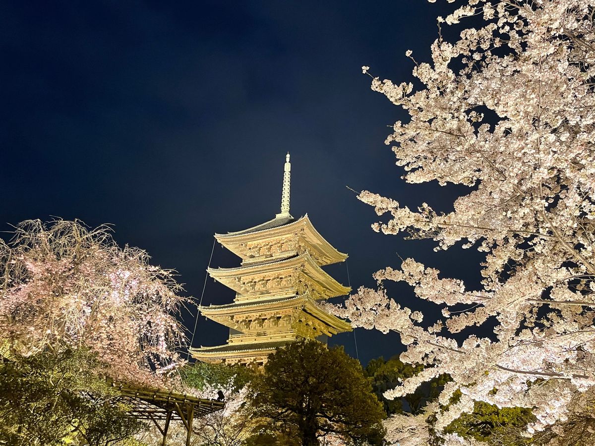 東寺のライトアップ。
二条城はライトアップより、日中の方がお手入れされてい...