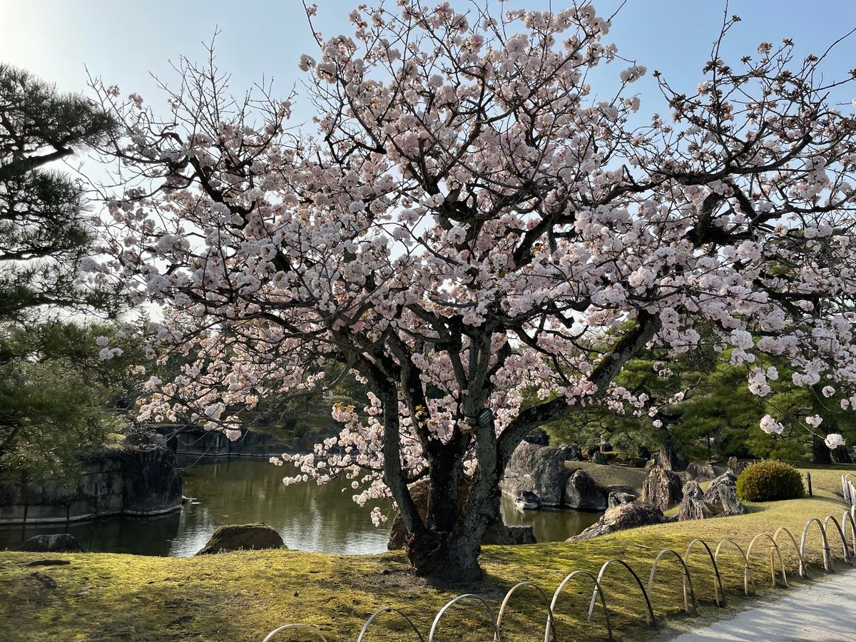 桜とご飯