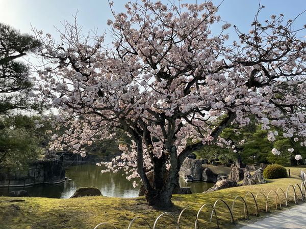 日本・京都府「京都　お花見たび」の写真：桜とご飯