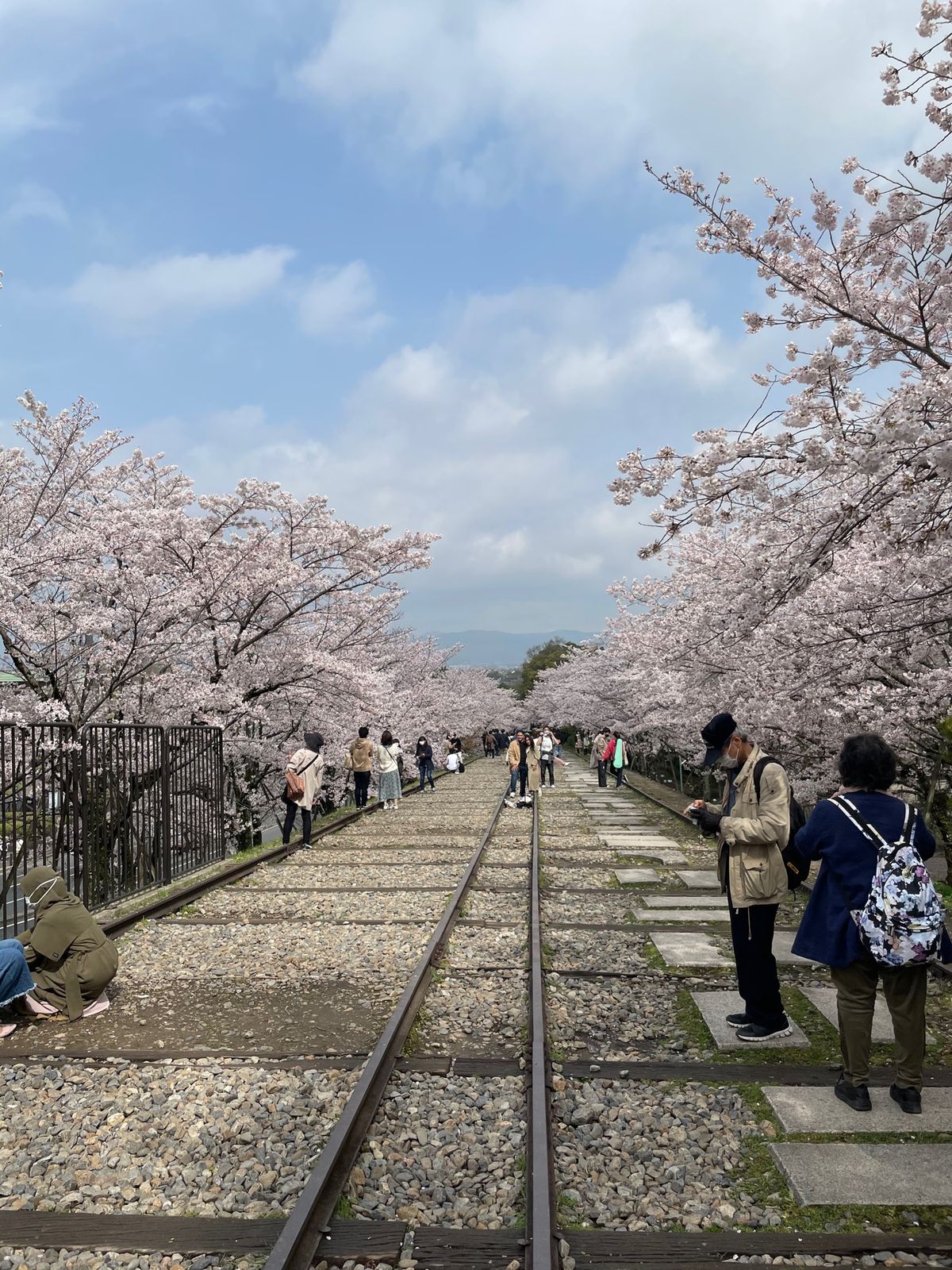 桜とご飯