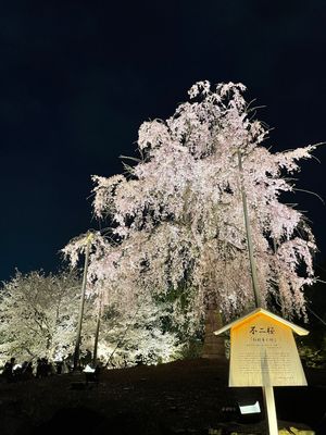 東寺のライトアップ。
二条城はライトアップより、日中の方がお手入れされてい...