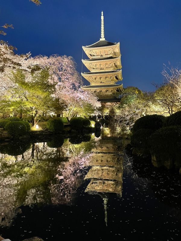 日本・京都府「京都　お花見たび」の写真：東寺のライトアップ。
二条城はライトアッ...
