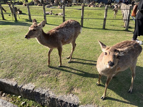 日本・奈良県「奈良」の写真