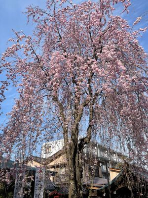 川越散策🌸
川越神社⛩
熊野神社⛩
川越八幡宮⛩