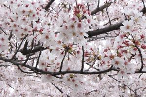 幸手権現堂桜堤🌸
調神社⛩
櫻木神社⛩