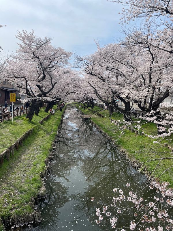 日本・千葉県「川越・幸手」の写真：川越散策🌸
川越神社⛩
熊野神社⛩
川越...