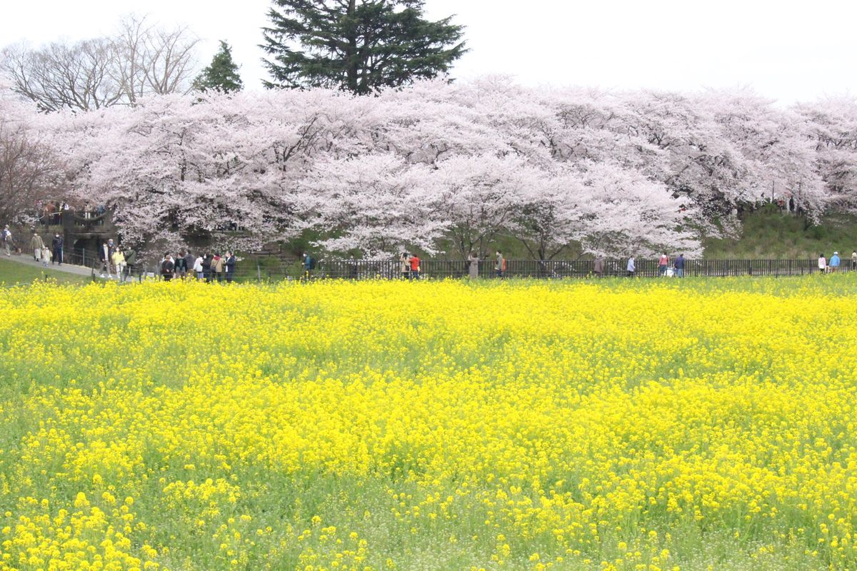 幸手権現堂桜堤🌸
調神社⛩
櫻木神社⛩
