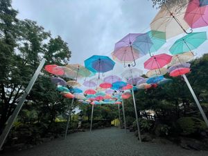 宝徳寺　風鈴まつり　床もみじ間に合わず