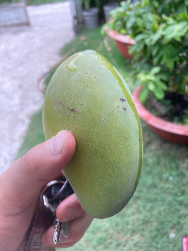 ベトナム「ベトナム」の写真：今が旬の友達の家に植っているマンゴー、搾...