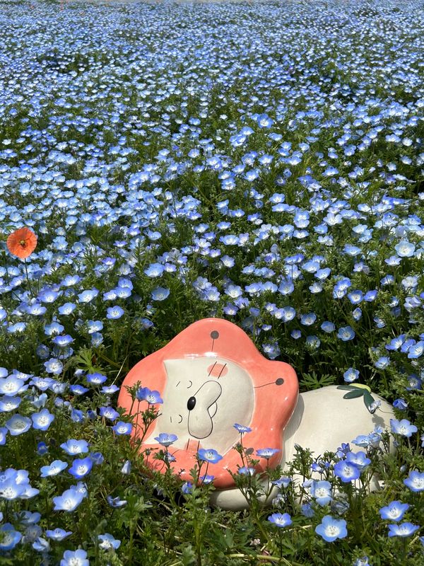 日本・大阪府「大阪舞洲」の写真：ネモフィラ祭り
大阪舞洲にて5/7まで開...