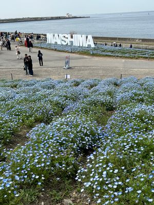 ネモフィラ祭り
大阪舞洲にて5/7まで開催されています