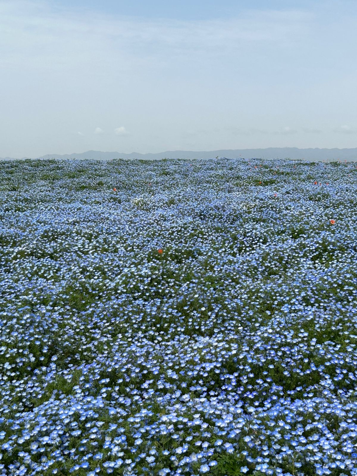 ネモフィラ祭り
大阪舞洲にて5/7まで開催されています