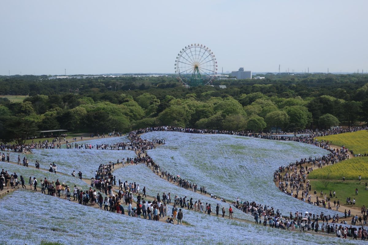 ネモフィラとチューリップと菜の花と人人人