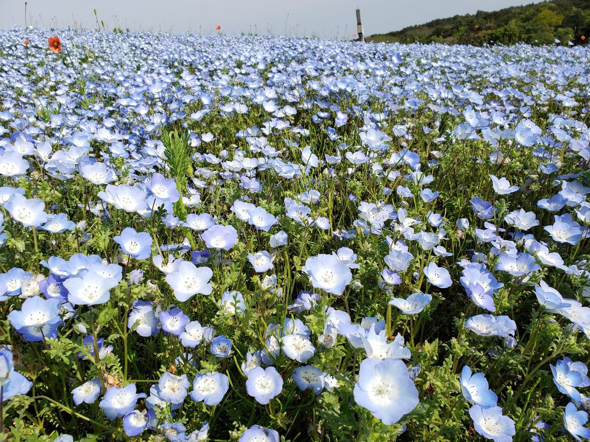 ネモフィラとチューリップと菜の花と人人人