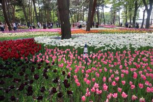 ネモフィラとチューリップと菜の花と人人人