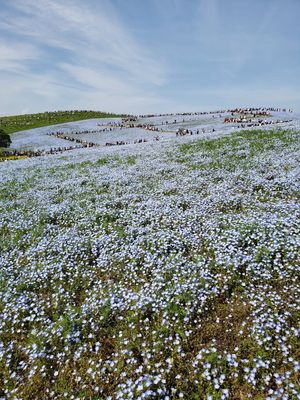 ネモフィラとチューリップと菜の花と人人人