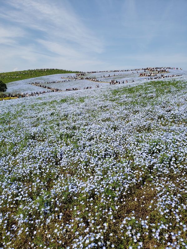 日本・茨城県「ひたちなか海浜公園　日帰り」の写真：ネモフィラとチューリップと菜の花と人人人
