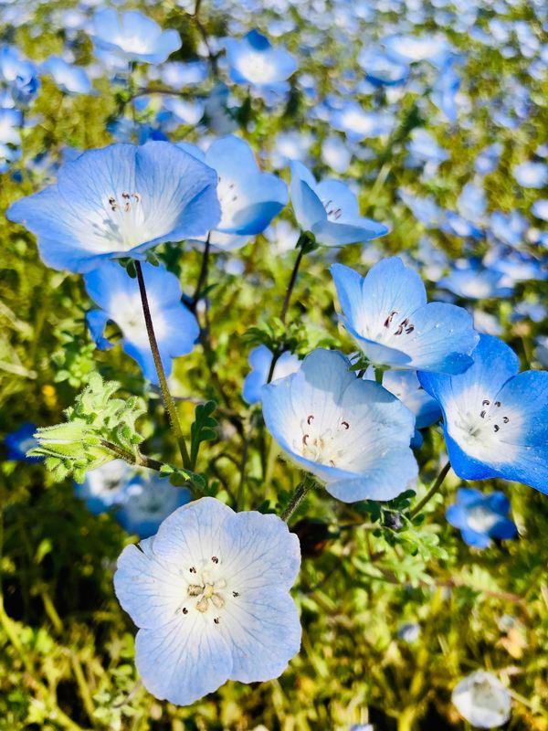 日本・茨城県「国営ひたち海浜公園 〜ネモフィラ」の写真：見頃はちょっと過ぎていた模様