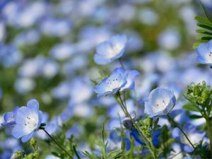 見頃はちょっと過ぎていた模様