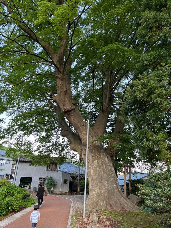日本・新潟県「新潟」の写真