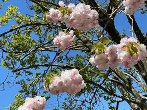 八重桜🌸
長光寺、住職さんちょうど出かけてしまい。御朱印は、副住職さんに。...