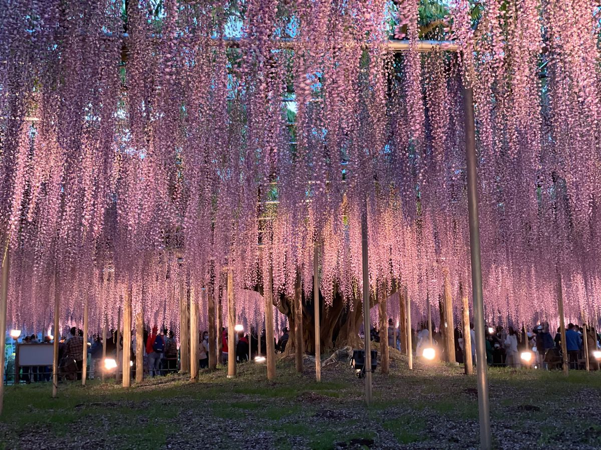 足利フラワーパーク🌷💠