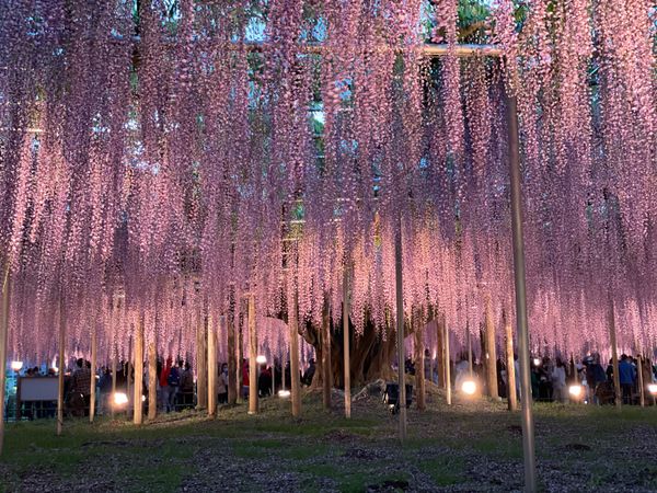 日本・栃木県「足利フラワーパークと宇都宮」の写真：足利フラワーパーク🌷💠