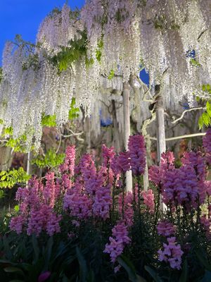 足利フラワーパーク🌷💠