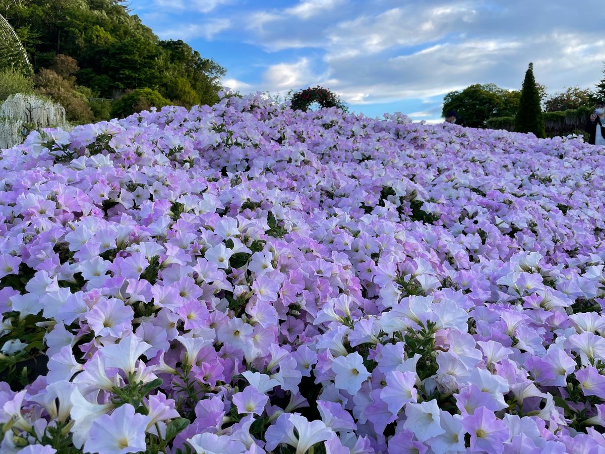 足利フラワーパーク🌷💠