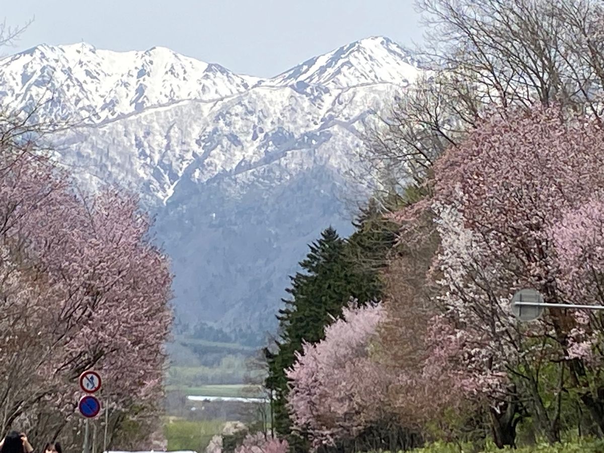 千歳から美瑛への道のり
まだ桜が咲いていて雪山とのコラボが美しい✨
占冠道...