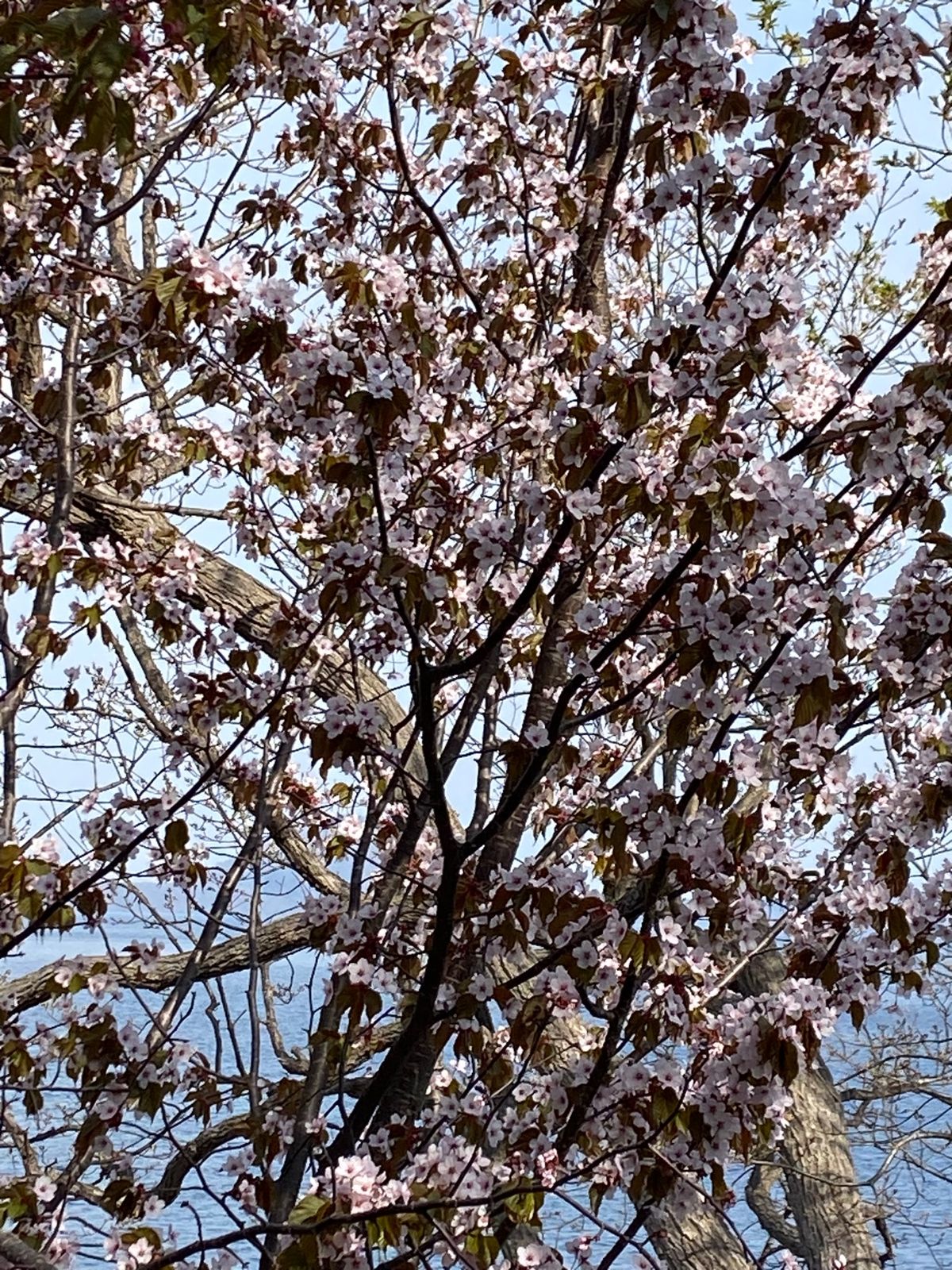 北海道弾丸旅行(16)
２日目のメインは支笏湖丸駒温泉♨️
支笏湖温泉の対...