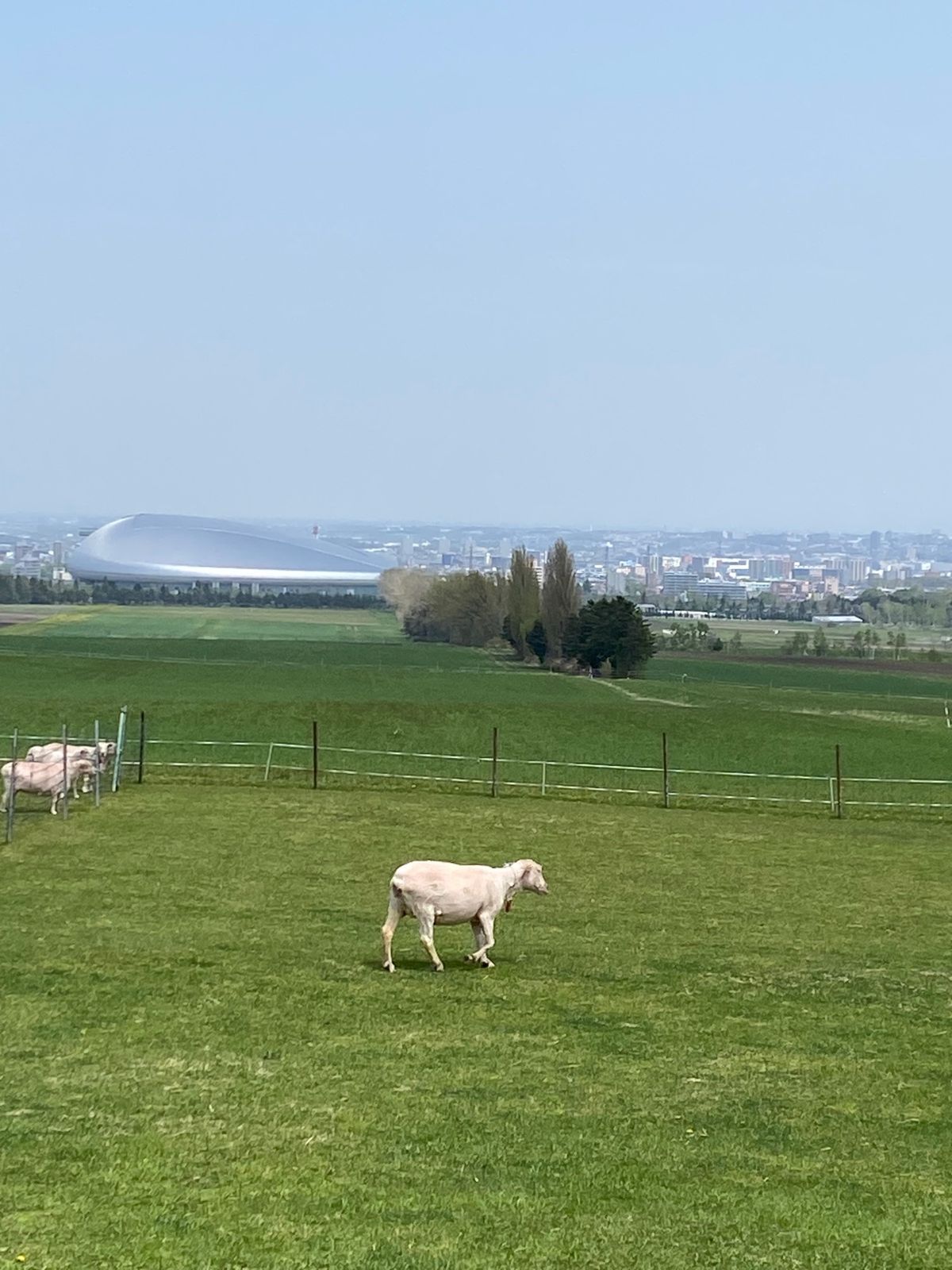 北海道弾丸旅行(14)
Boys be ambitious！
何度も訪れて...