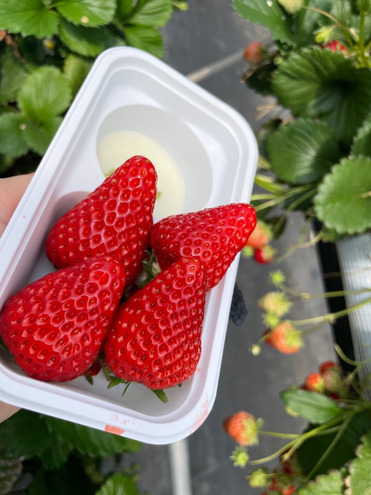 栃木といえばいちご狩り
甘くて美味しかった🫶

希望のイラストオーダーに答...