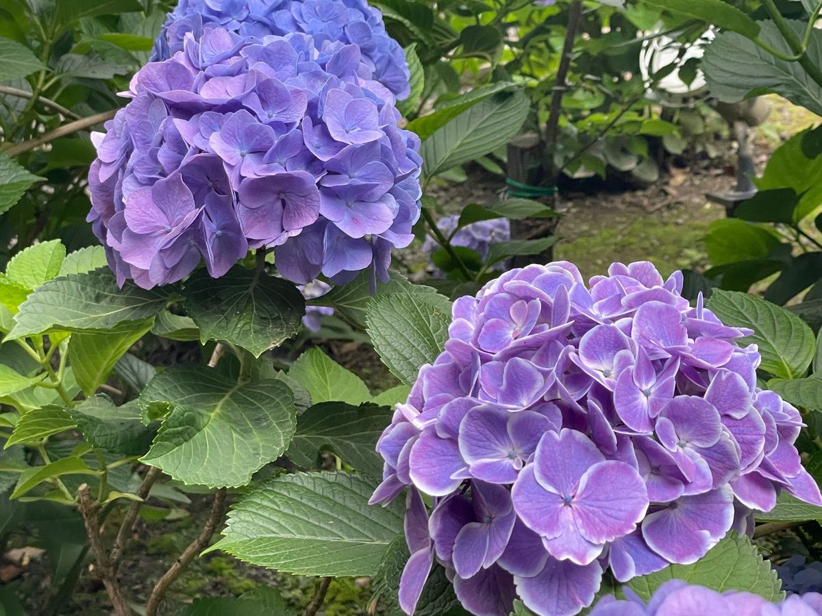 下調べ不足で
見たかった池の紫陽花は7月でした。
