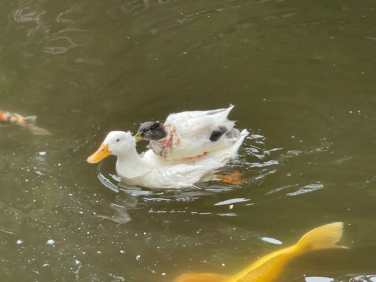 アヒルにカモが乗っていた。
初めての光景は見られました。
毛繕いなのかど突...