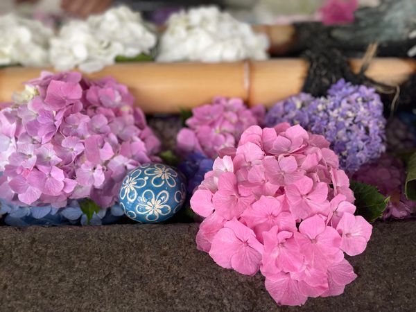 日本・茨城県「雨引観音　日帰り」の写真：下調べ不足で
見たかった池の紫陽花は7月...