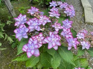 下調べ不足で
見たかった池の紫陽花は7月でした。